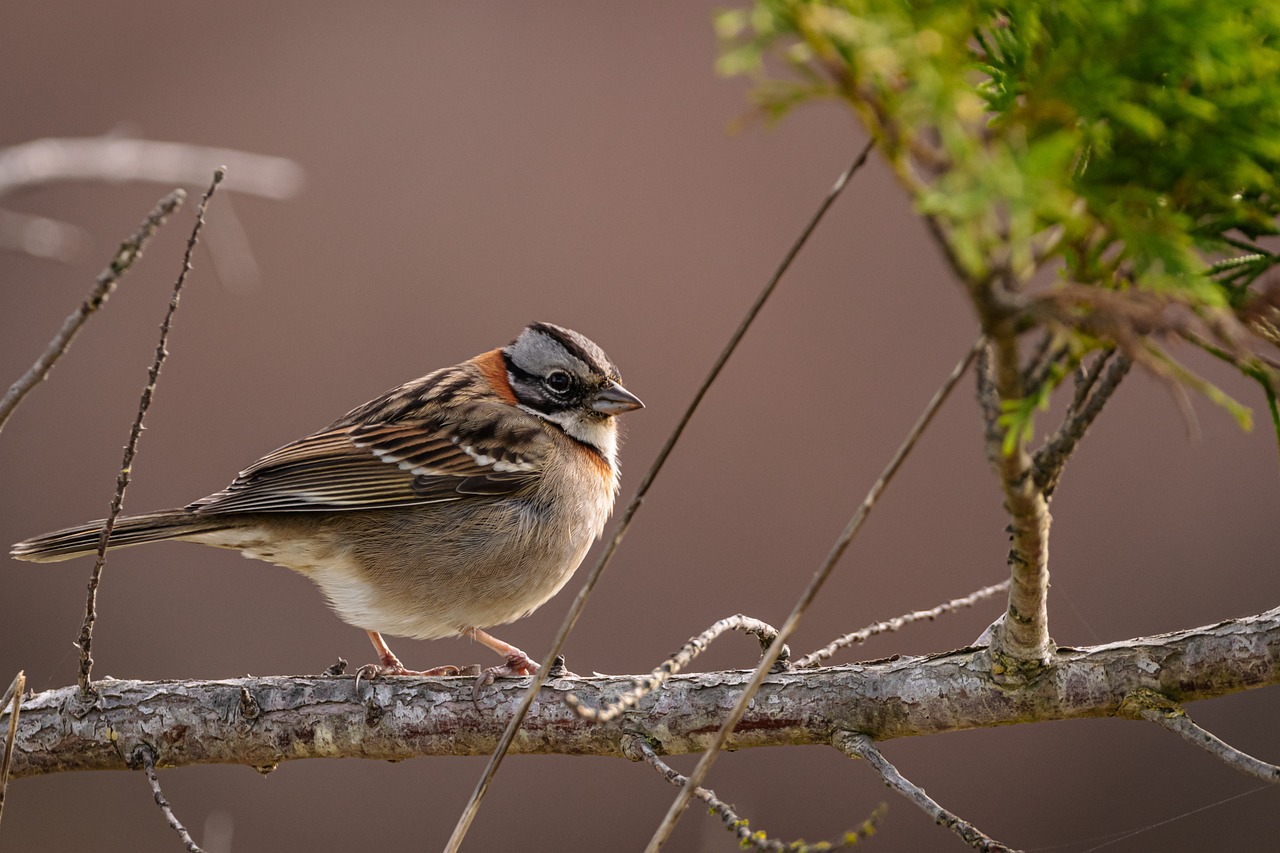 Birds in Peril: Threats to Avian Biodiversity